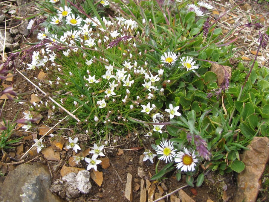 Da identificare  - Minuartia recurva?